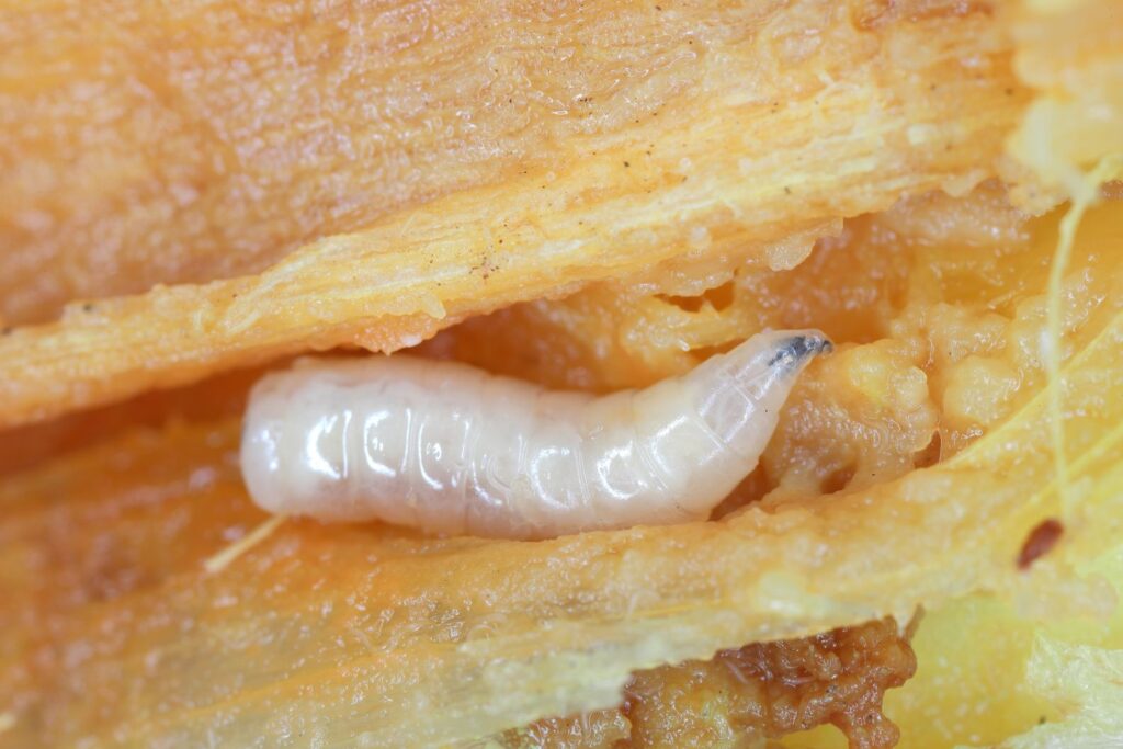 Larve einer Zwiebelfliege