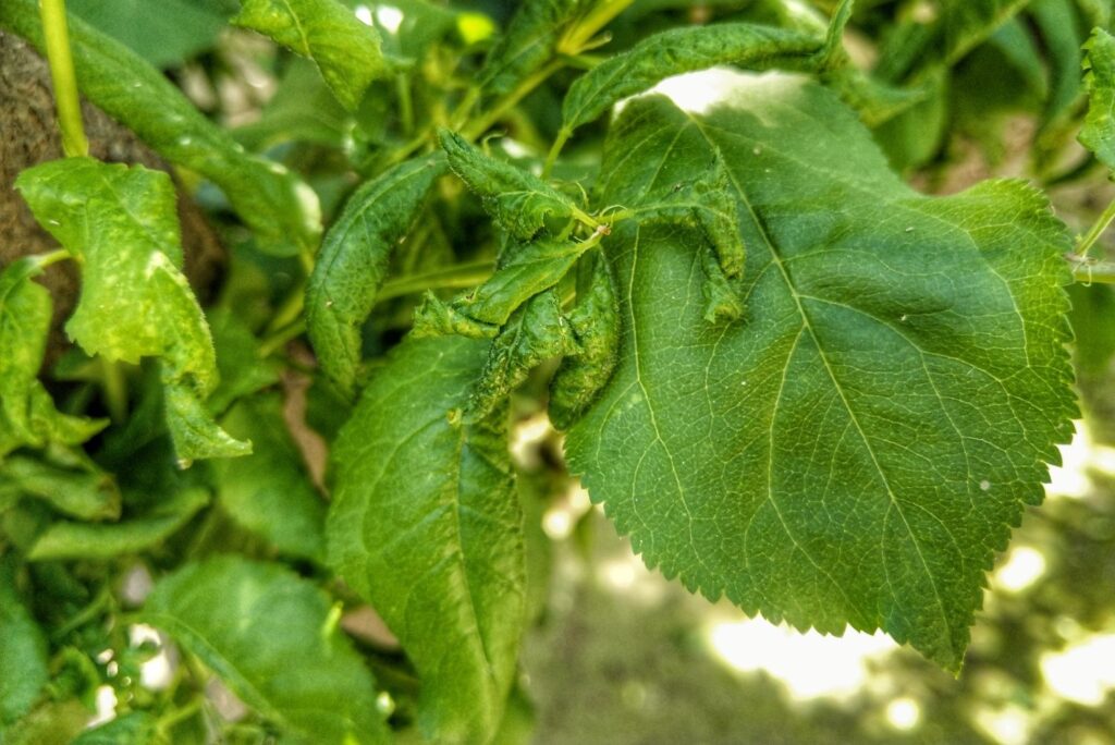 Kräuselkrankheit an einem Aprikosenbaum