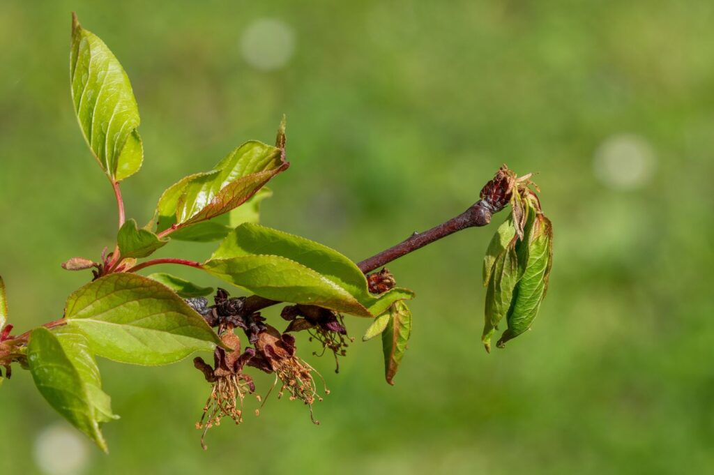 Mit Monilia erkrankter Aprikosenbaum