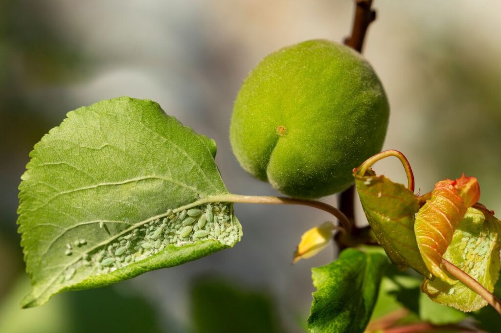 Befall mit Blattläusen an einem Aprikosenbaum