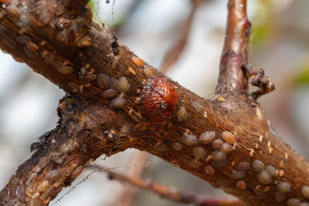 Aprikosenbaum mit Schädlingen