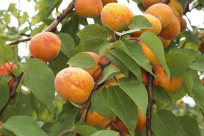 Aprikosenbaum Krankheiten & häufige Schädlinge