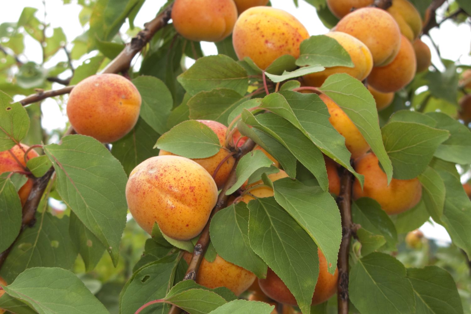 Aprikosenbaum Krankheiten & häufige Schädlinge