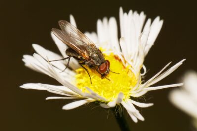 Bohnenfliege bekämpfen & Schadbild erkennen