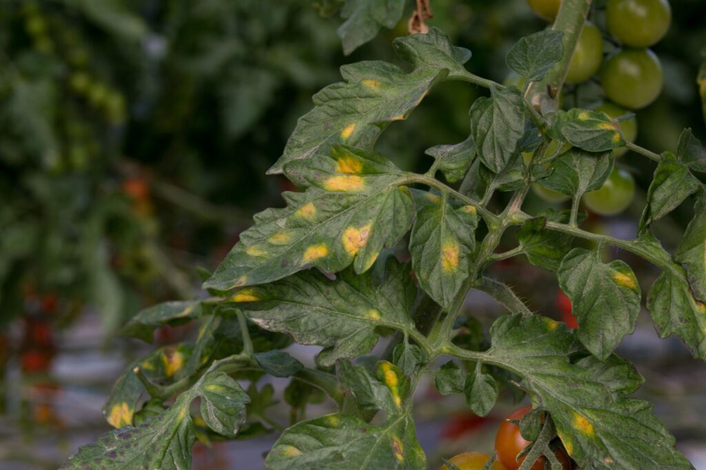 Falscher Mehltau an Tomaten