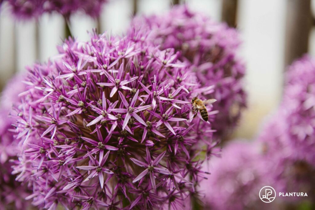 Zierlauch ist eine sommerblühende Blumenzwiebel