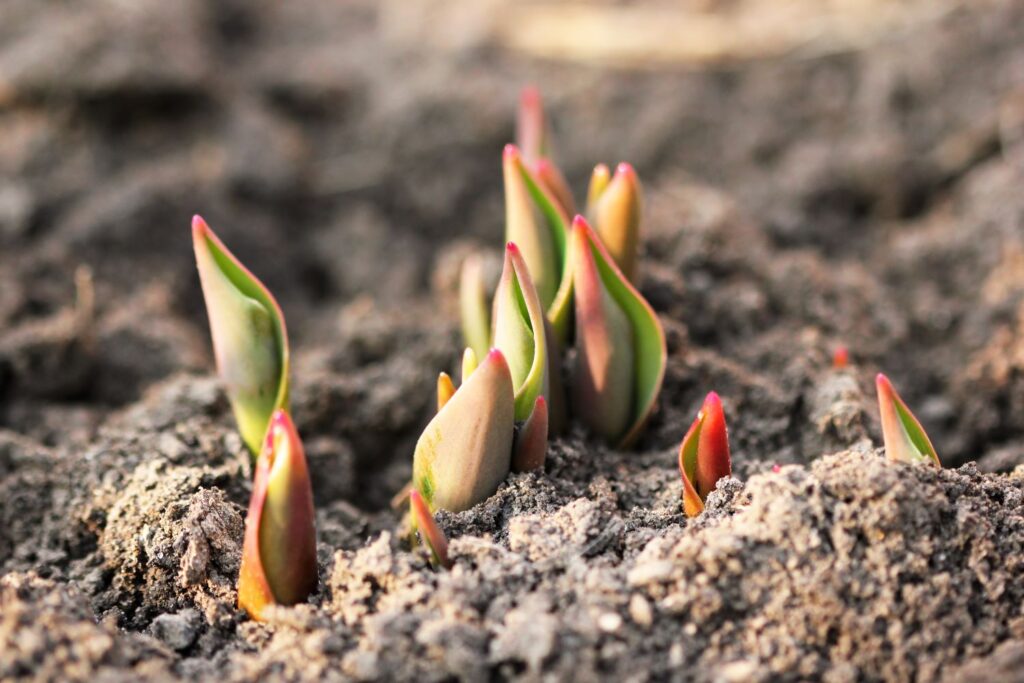 Tulpen sind Frühlingsblumenzwiebeln