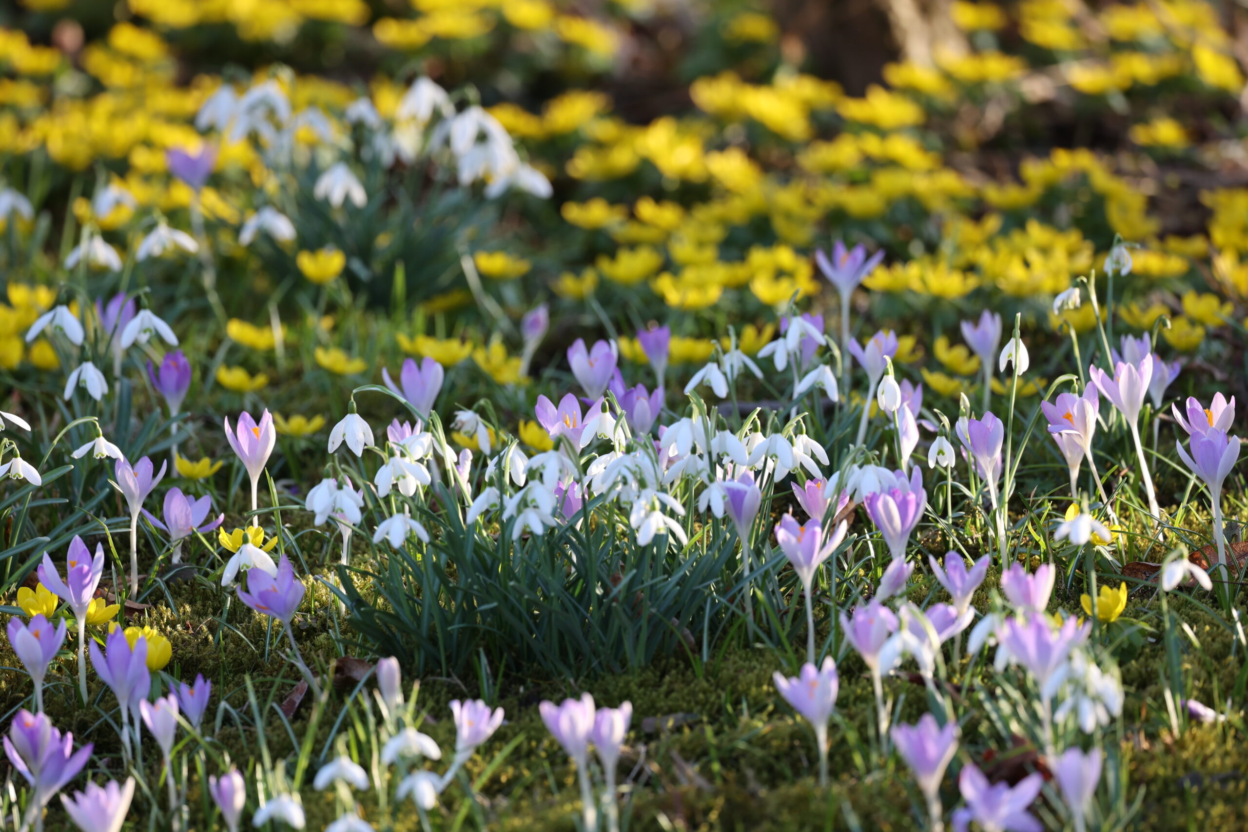 Frühblüher Zwiebeln: Blumenzwiebeln für den Frühling erfolgreich pflanzen & pflegen
