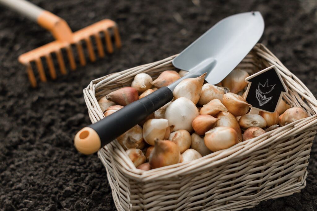 Frühblüherzwiebeln werden im Herbst in die Erde gepflanzt
