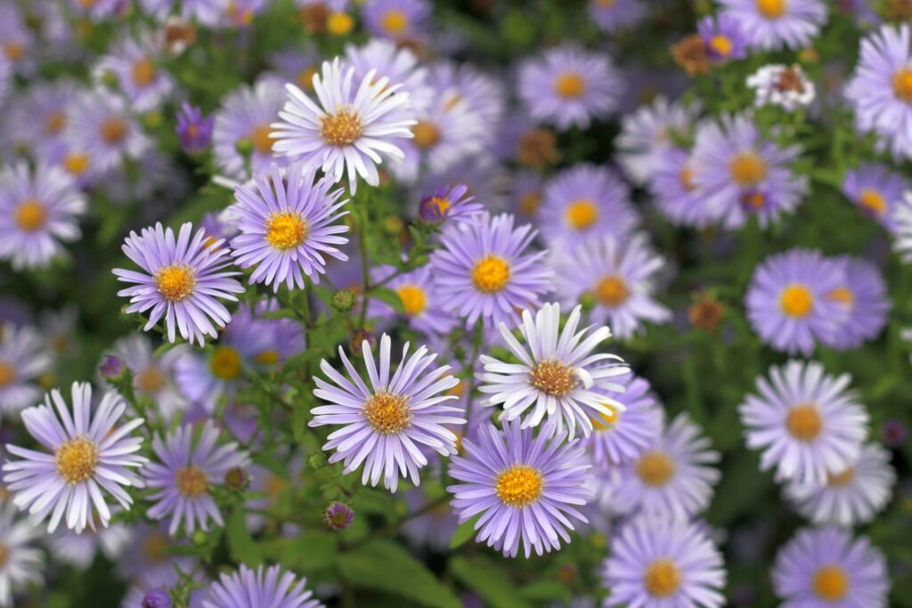 Tataren-Aster