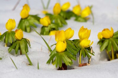 Stauden, die im Winter blühen: Farbe im Garten trotz Frost